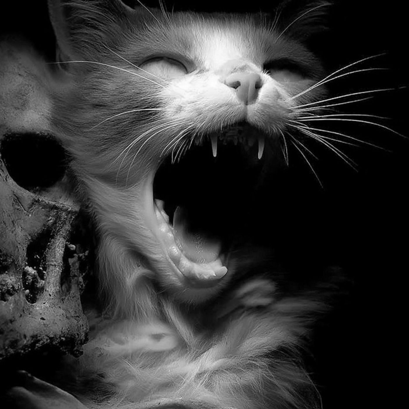 BRUJA Los Usaba En Rituales Y Se Los COMÍA Historias De Terror - REDE